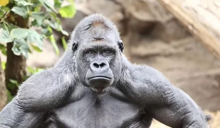Malý kluk spadl v zoo ke gorile, která ho chránila jako svého potomka. I tak byla utracena