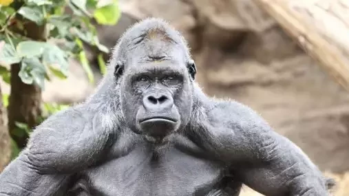 Malý kluk spadl v zoo ke gorile, která ho chránila jako svého potomka. I tak byla utracena