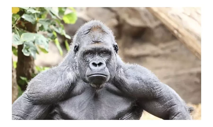 Malý kluk spadl v zoo ke gorile, která ho chránila jako svého potomka. I tak byla utracena