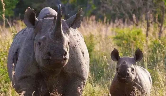Slon chytře dominoval: Střet s nosorožcem vyřešil pomocí větví bez násilí
